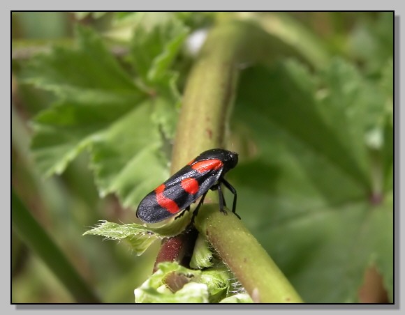 Bombylius minor, Cercopis vulnerata